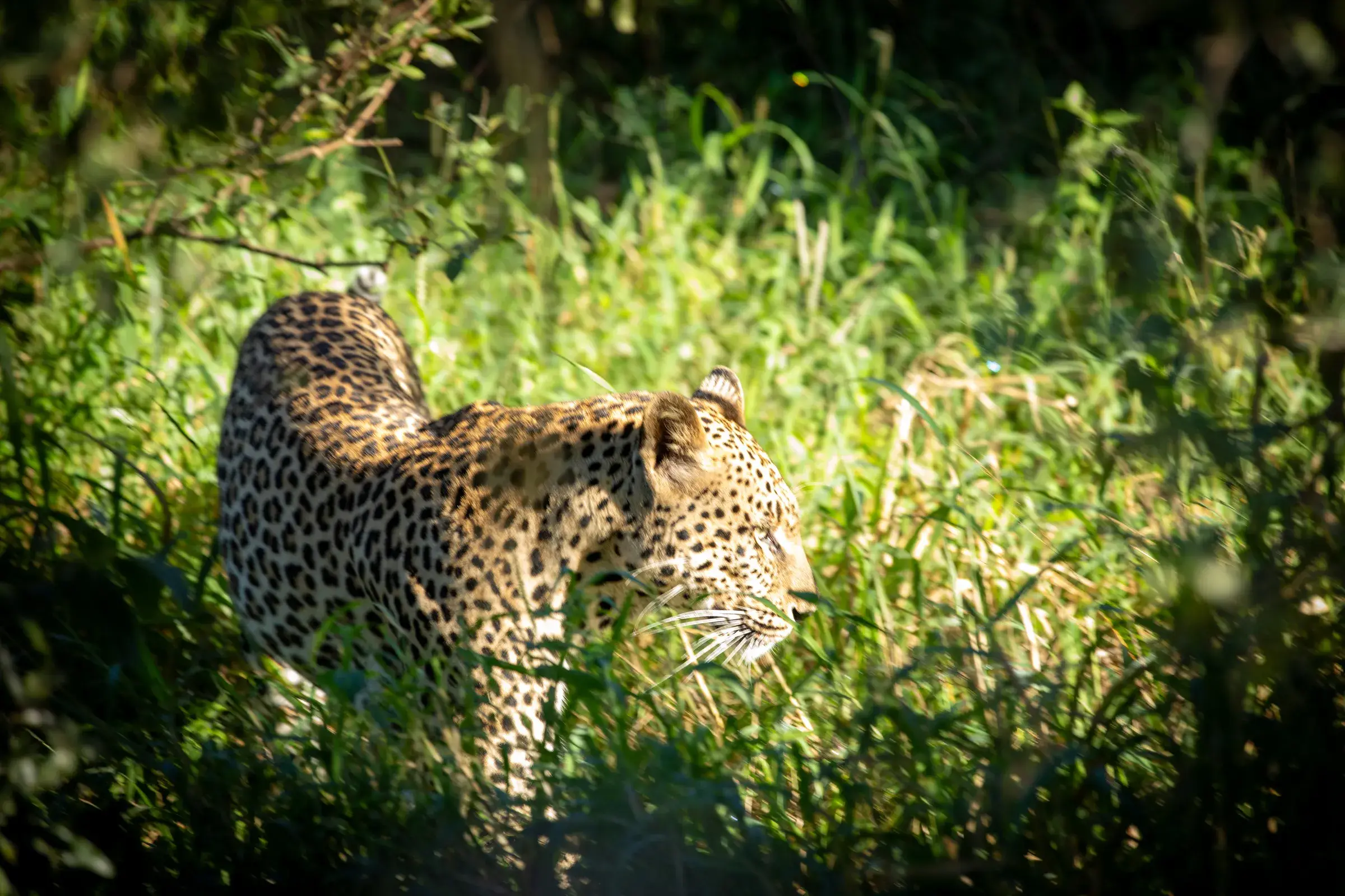 A leopard moving through long green grass in the shade